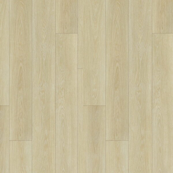 WILLOW OAK